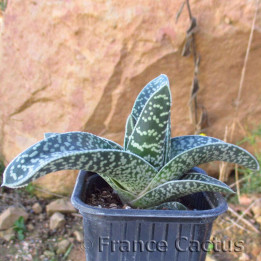 Gasteraloe "Aveo"