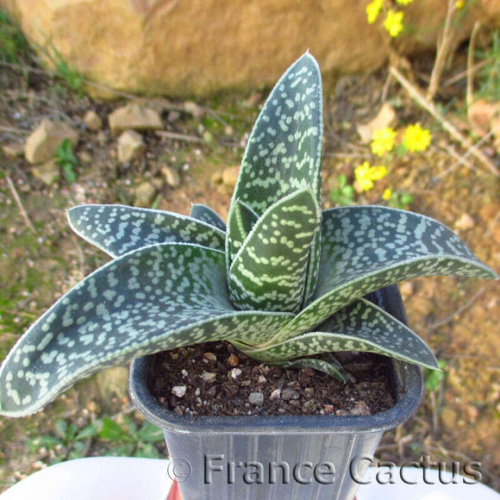 Gasteraloe "Aveo" 2