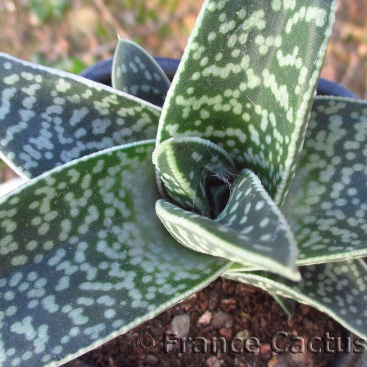 Gasteraloe "Aveo" 3