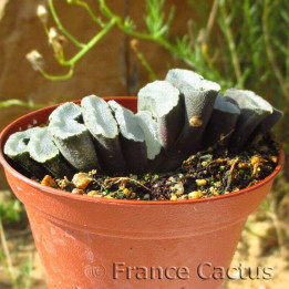 Haworthia truncata