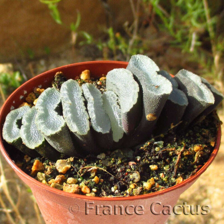 Haworthia truncata 2