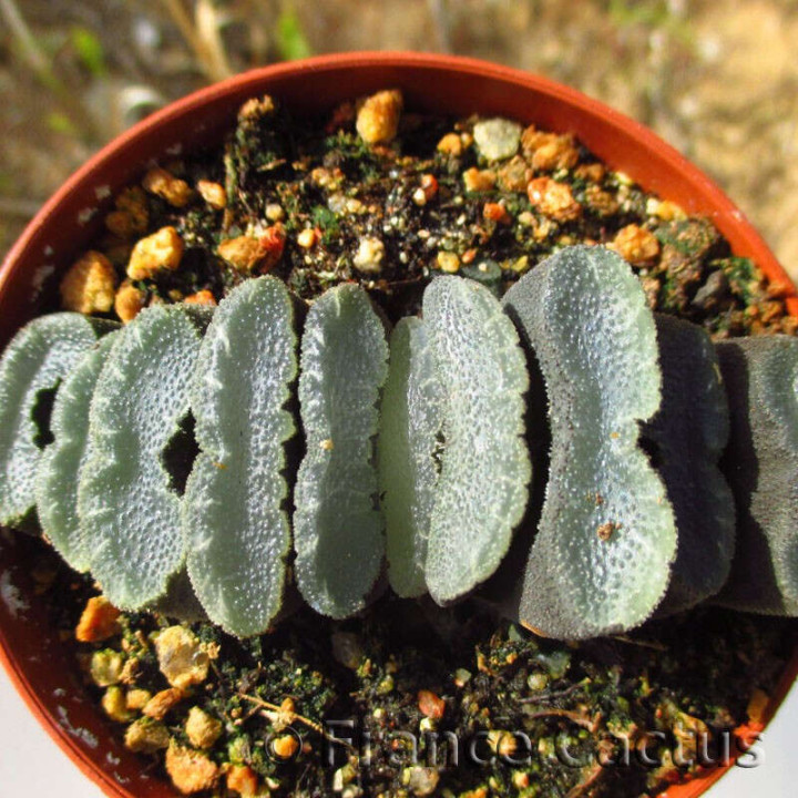Haworthia truncata 3