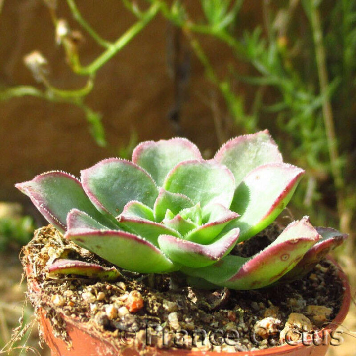Aeonium Haworthii 