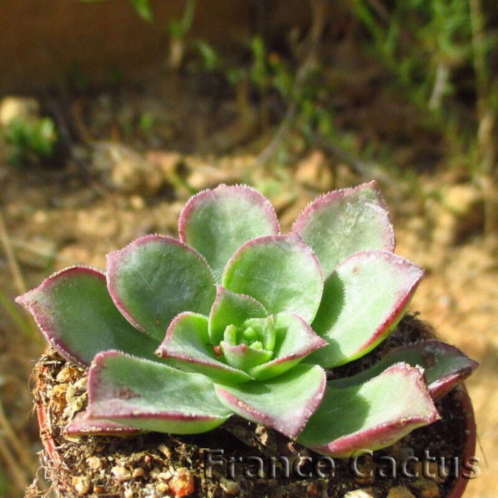 Aeonium Haworthii  2