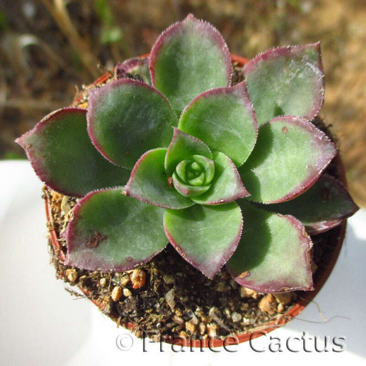 Aeonium Haworthii 3