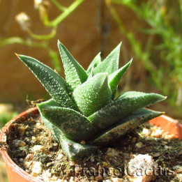 Haworthia tortuosa var. curta