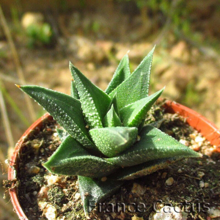 Haworthia tortuosa var. curta 2