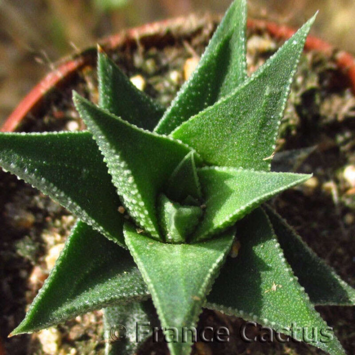 Haworthia tortuosa var. curta 3