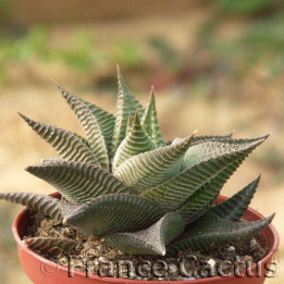 Haworthia limifolia Barbenton 1