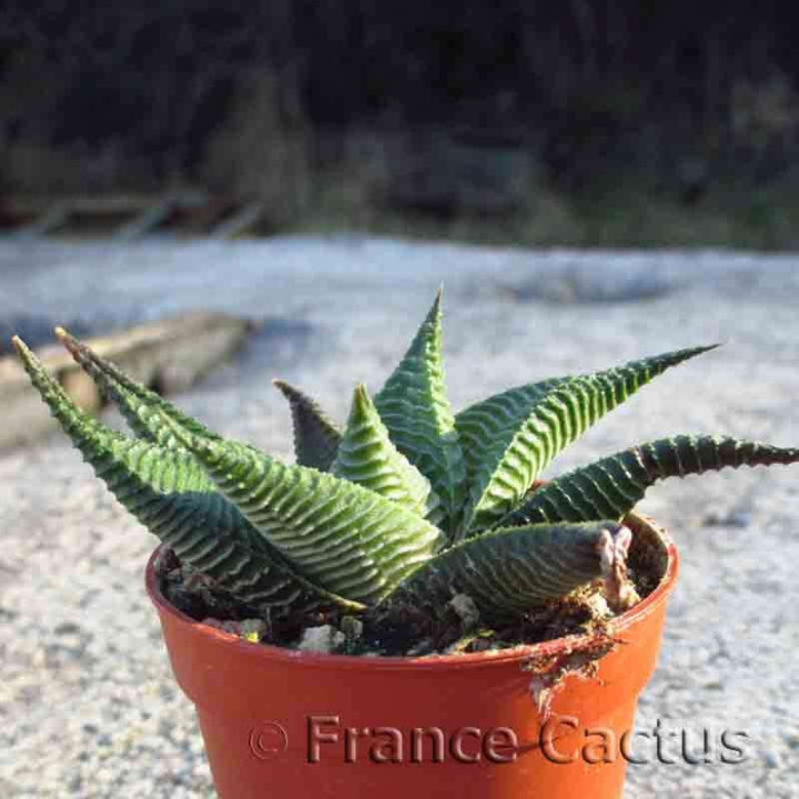 Haworthia limifolia Barbenton 2