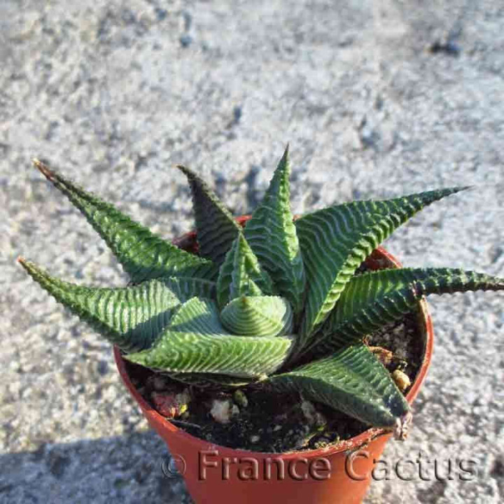 Haworthia limifolia Barbenton 3