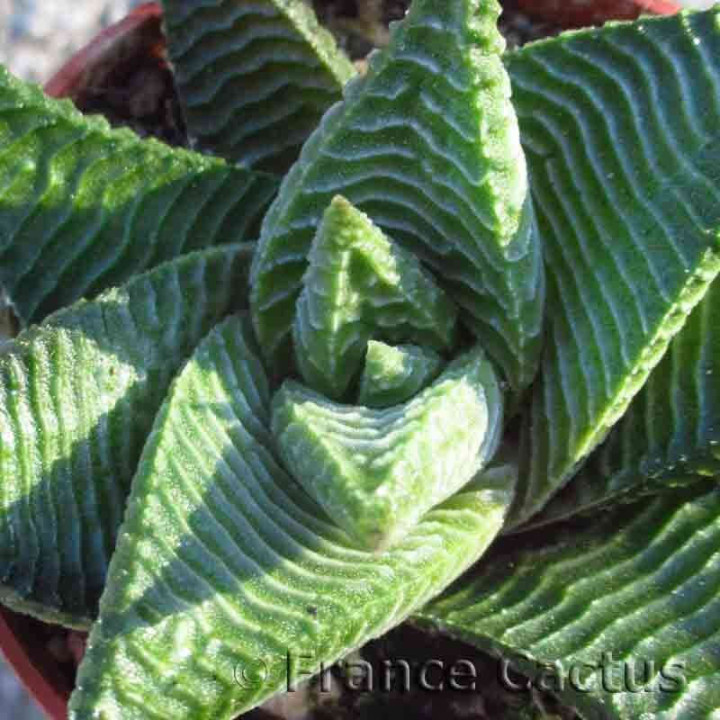 Haworthia limifolia Barbenton 4
