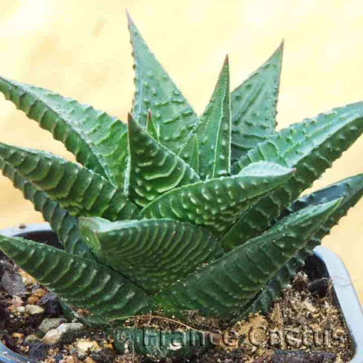 Haworthia limifolia 1