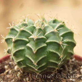 Gymnocalycium mihanovichii 1