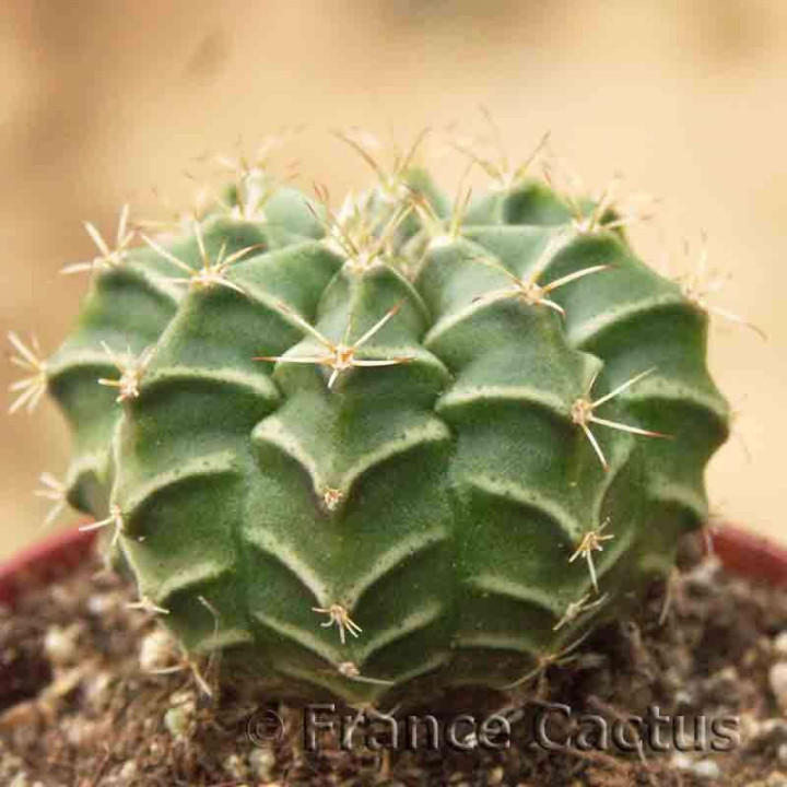 Gymnocalycium mihanovichii 1