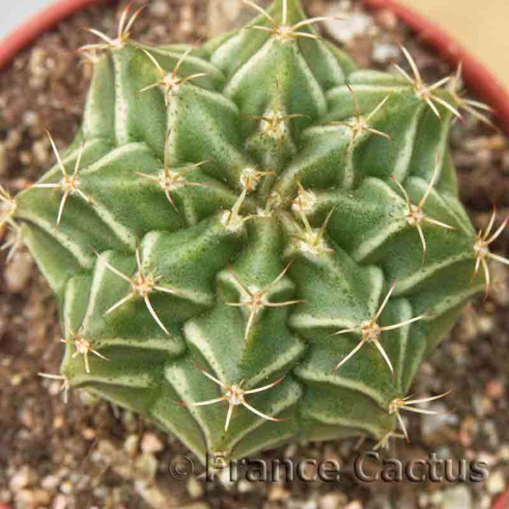 Gymnocalycium mihanovichii 2