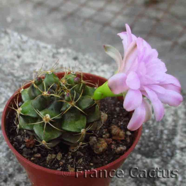 Gymnocalycium mihanovichii fleur 1