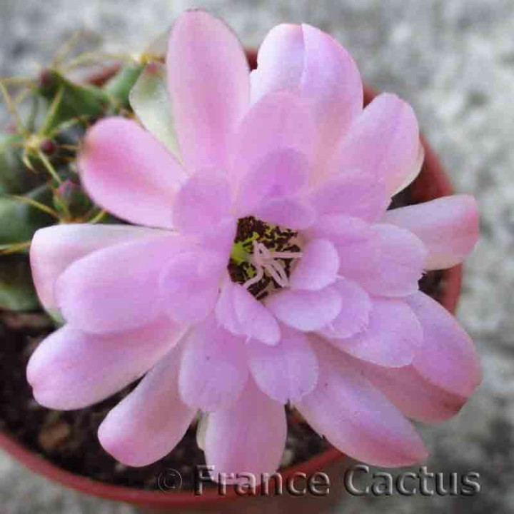 Gymnocalycium mihanovichii  fleur 2