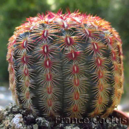 Echinocereus rubrispinus 1