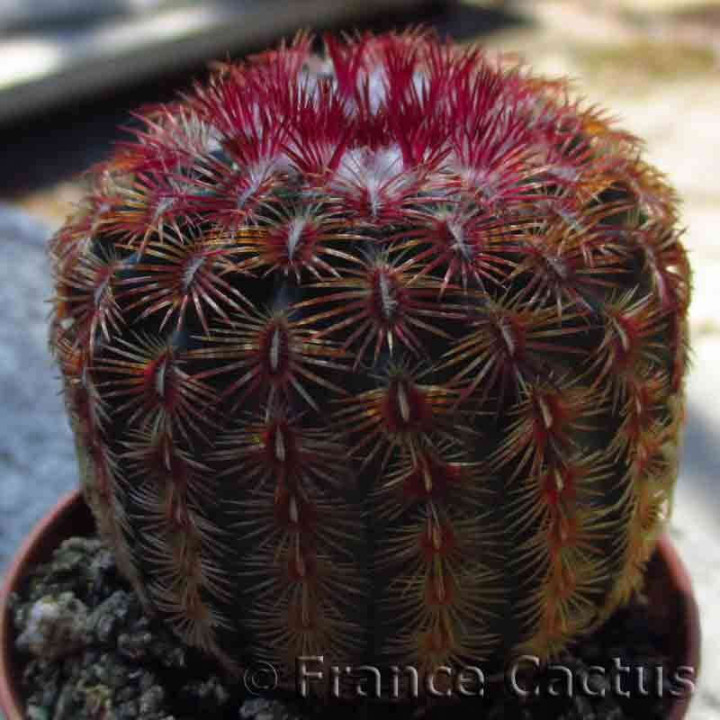 Echinocereus rubrispinus 2