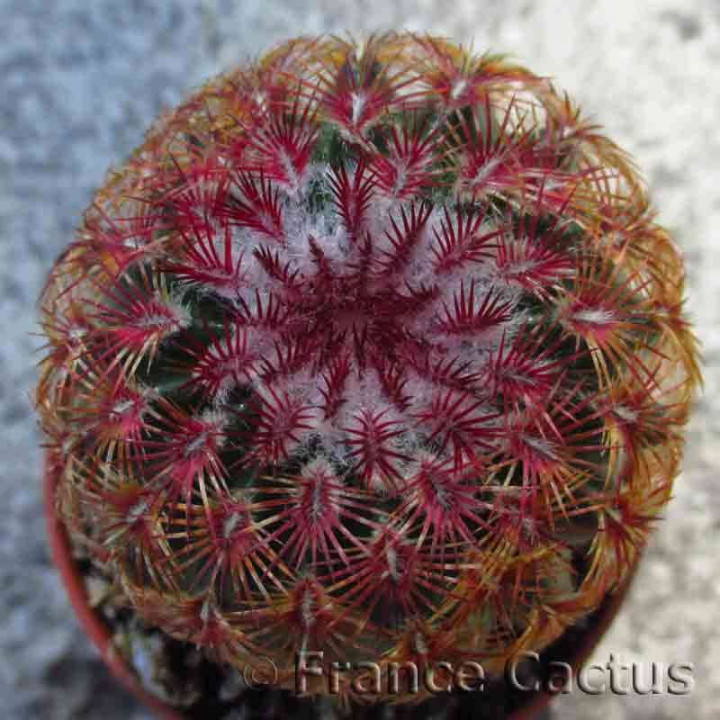 Echinocereus rubrispinus 3