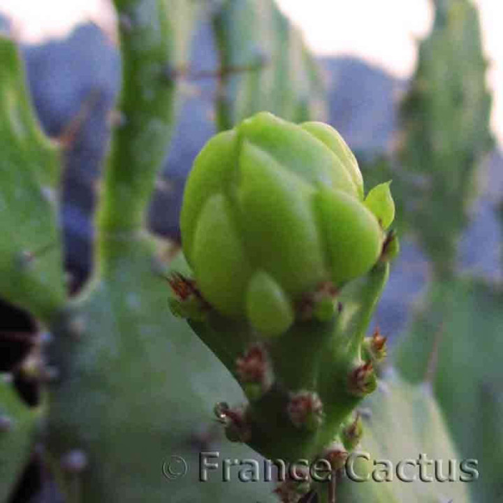 Opuntia Brasiliensis bouton