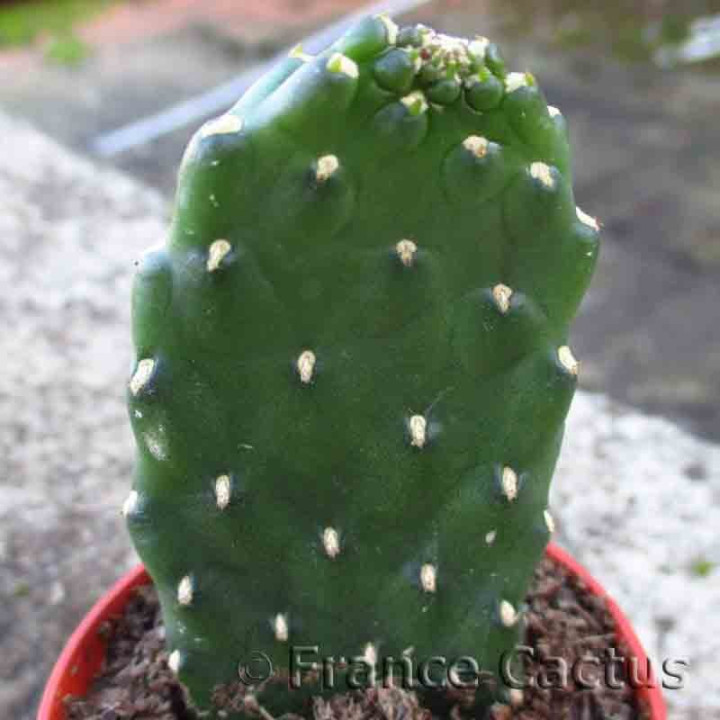 Consolea rubescens inermis 1