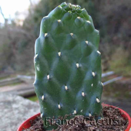 Consolea rubescens inermis 2