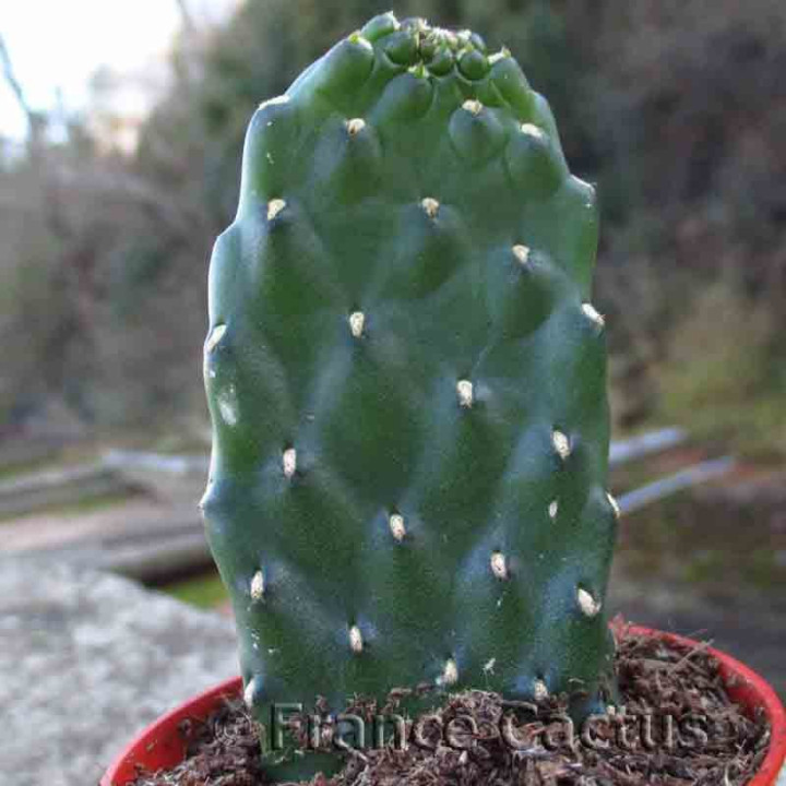 Consolea rubescens inermis 2