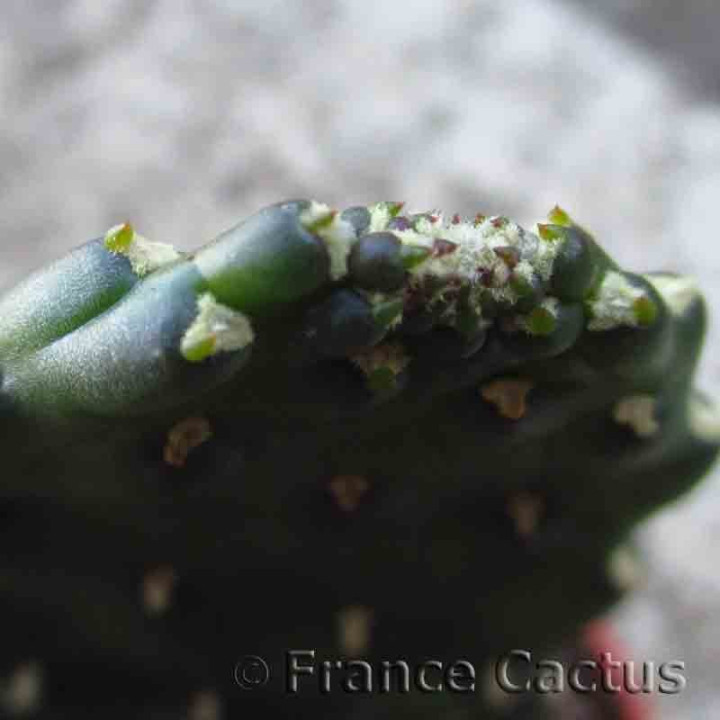 Consolea rubescens inermis 3