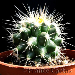 Echinocactus Grusonii 1