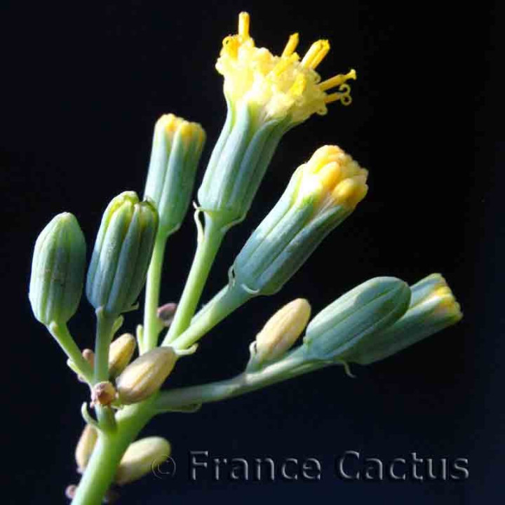 Senecio ficoïdes – Arbuste succulent bleu-vert | France Cactus