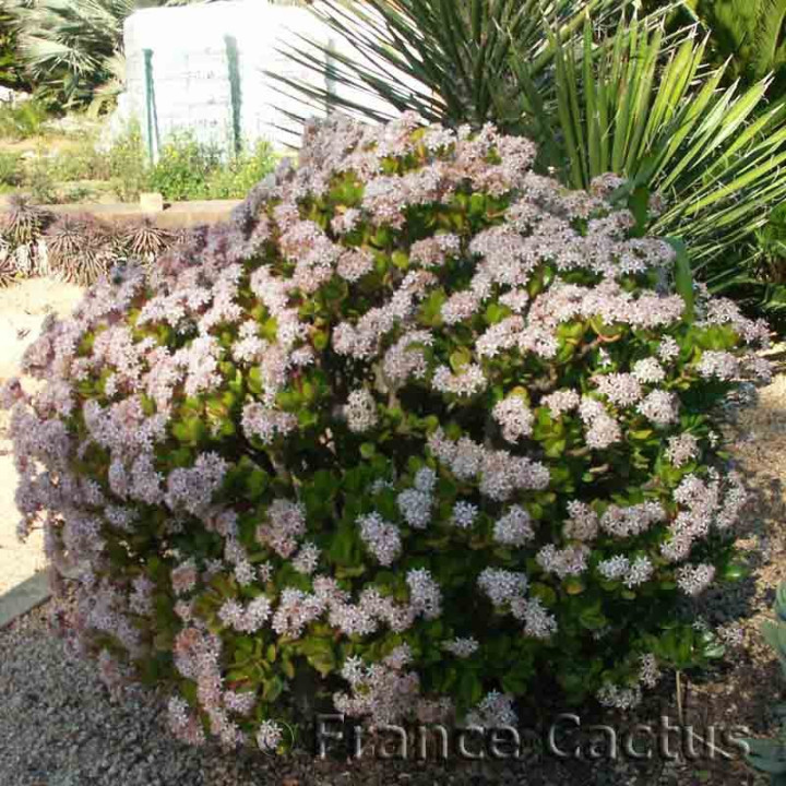 Crassula ovata 3