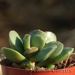 Adromischus hemisphaericus 1