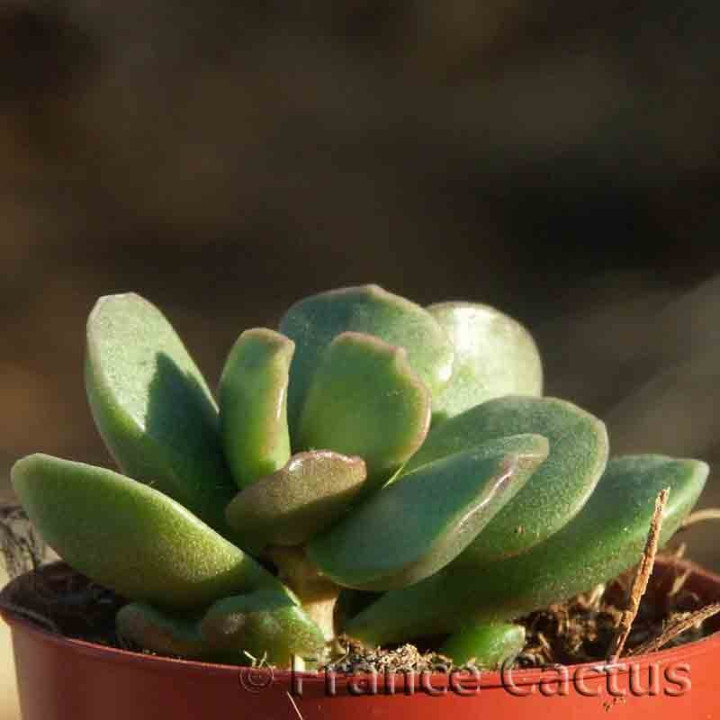 Adromischus hemisphaericus 1