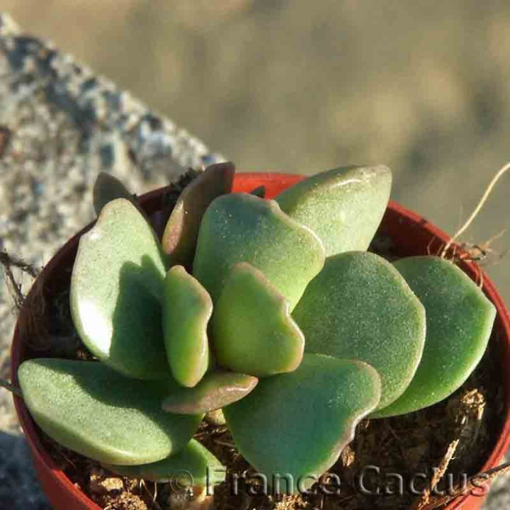 Adromischus hemisphaericus 2