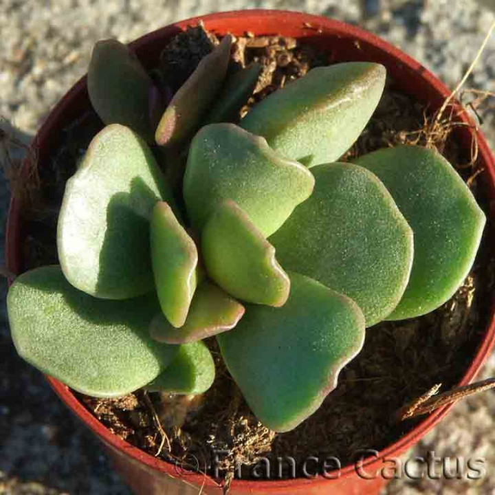 Adromischus hemisphaericus 3