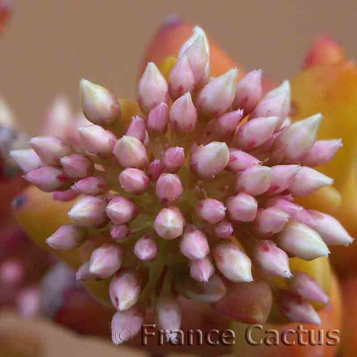 Sedum nussbaumerianum 5