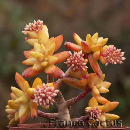 Sedum nussbaumerianum 4