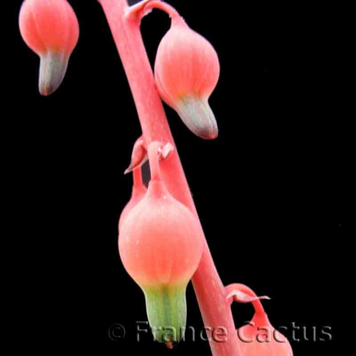 Gasteria bicolor 4