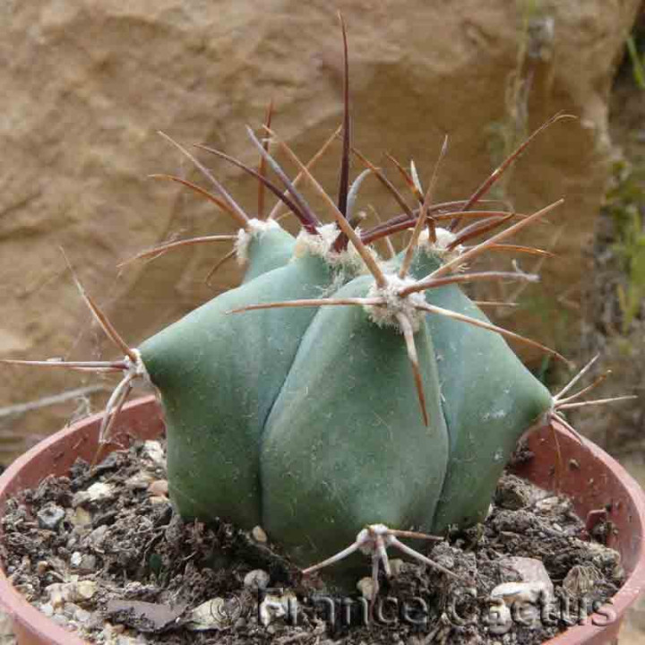 Echinocactus platyacanthus 2