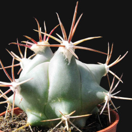 Echinocactus platyacanthus 1