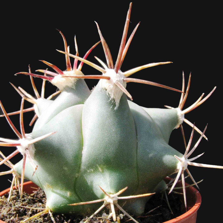 Echinocactus platyacanthus 1