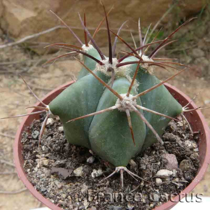 Echinocactus platyacanthus 3