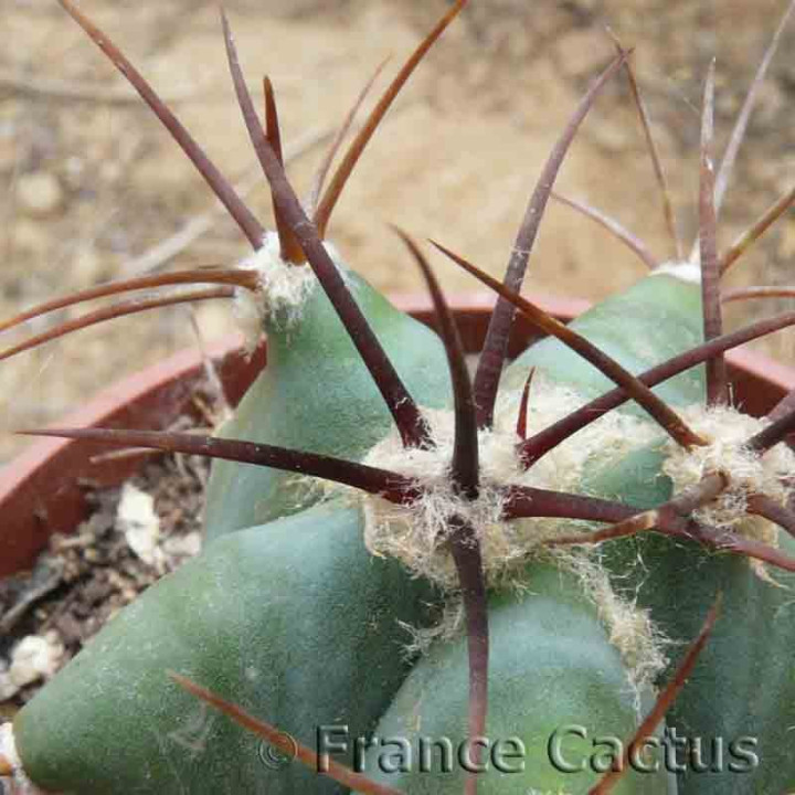 Echinocactus platyacanthus 4