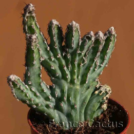 Monvillea spegazzinii 6
