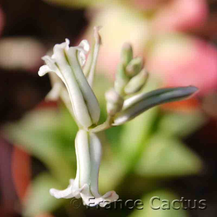 Haworthia mirabilis 4
