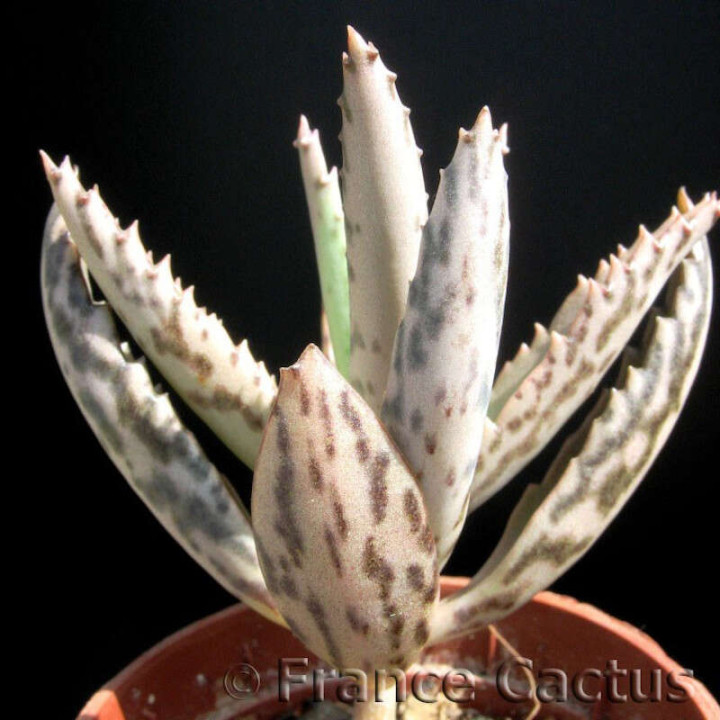 Kalanchoe Daigremontiana 3