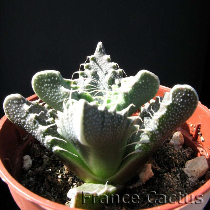 Faucaria Tuberculosa 2