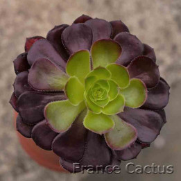 Aeonium arboreum atropurpureum foncé